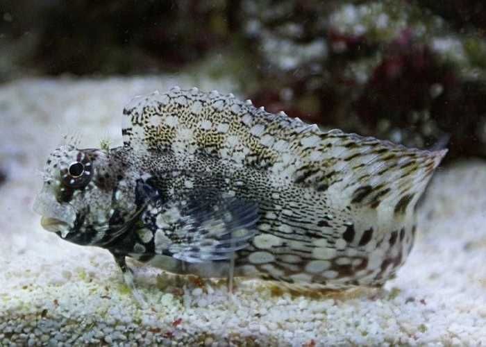 Salarias fasciatus morskie