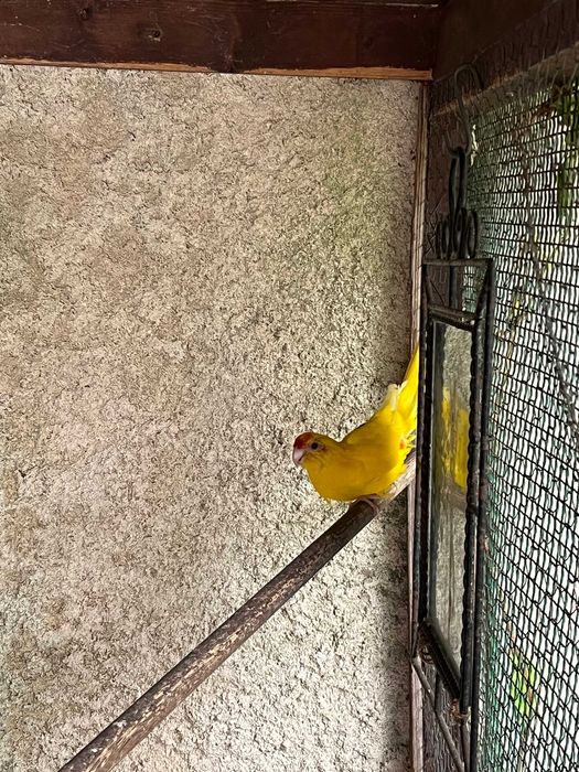 Cedo Kakariki Macho