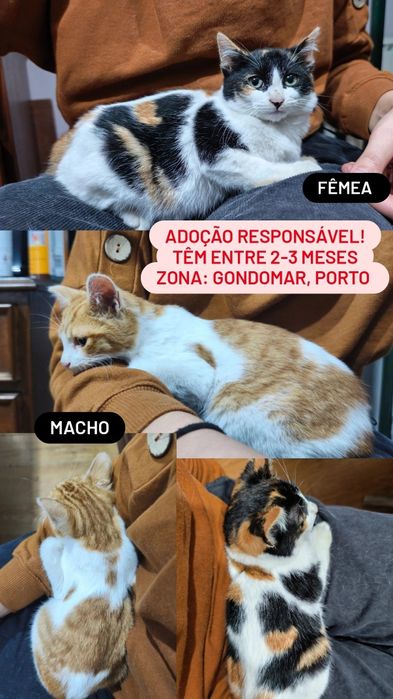 Adoção responsável