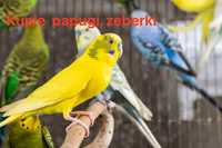 Papugi faliste / zeberki