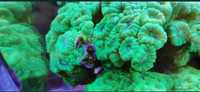 Caulastrea Fluo Akwarium Morskie Koral