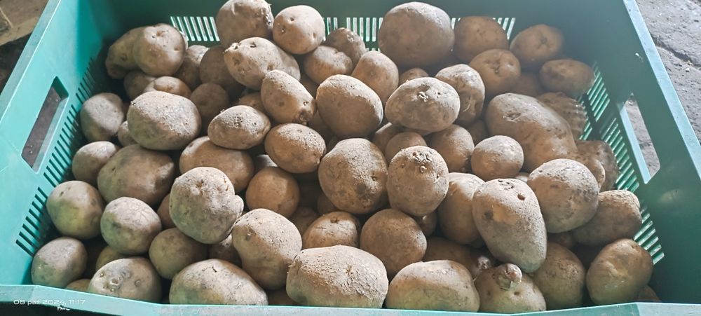 Sprzedam ziemniak jadalne BRYZA bez nawozów sztucznych