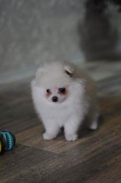 Белоснежная мини девочка