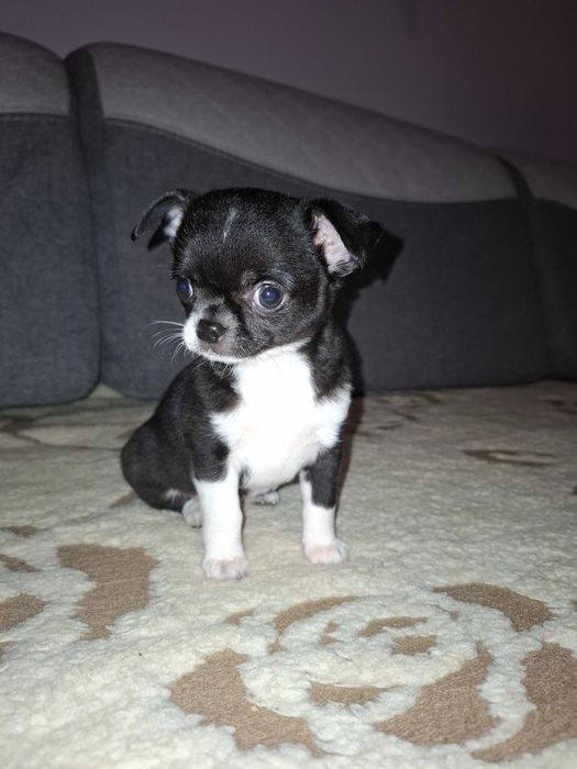 Chihuahua krótkowłosa/długowłosa