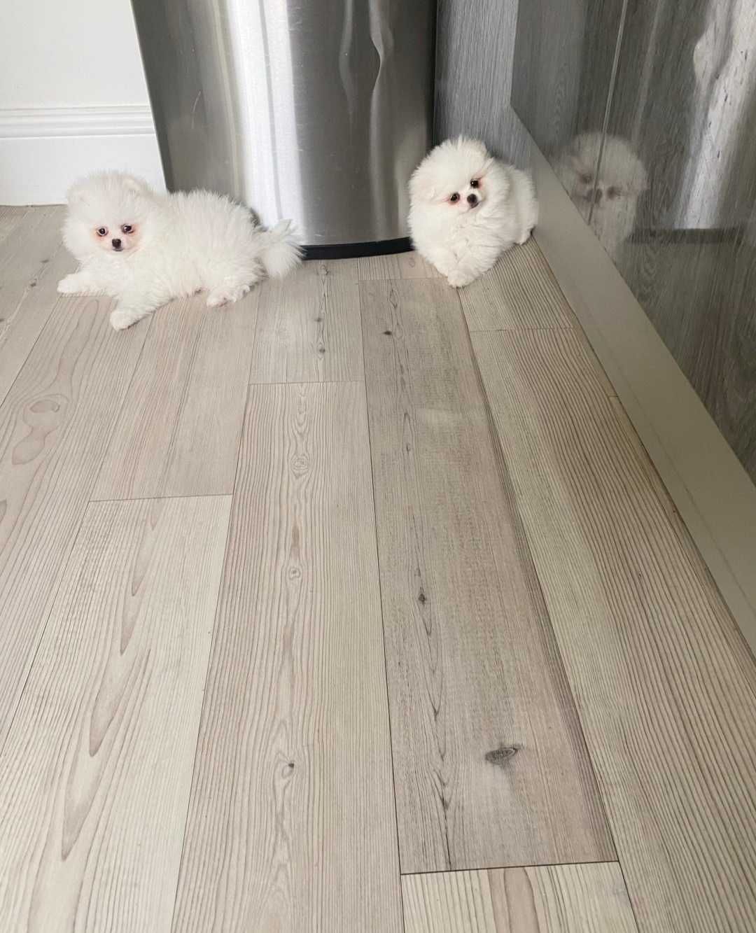 Szpic Miniaturowy Biały Pomeranian