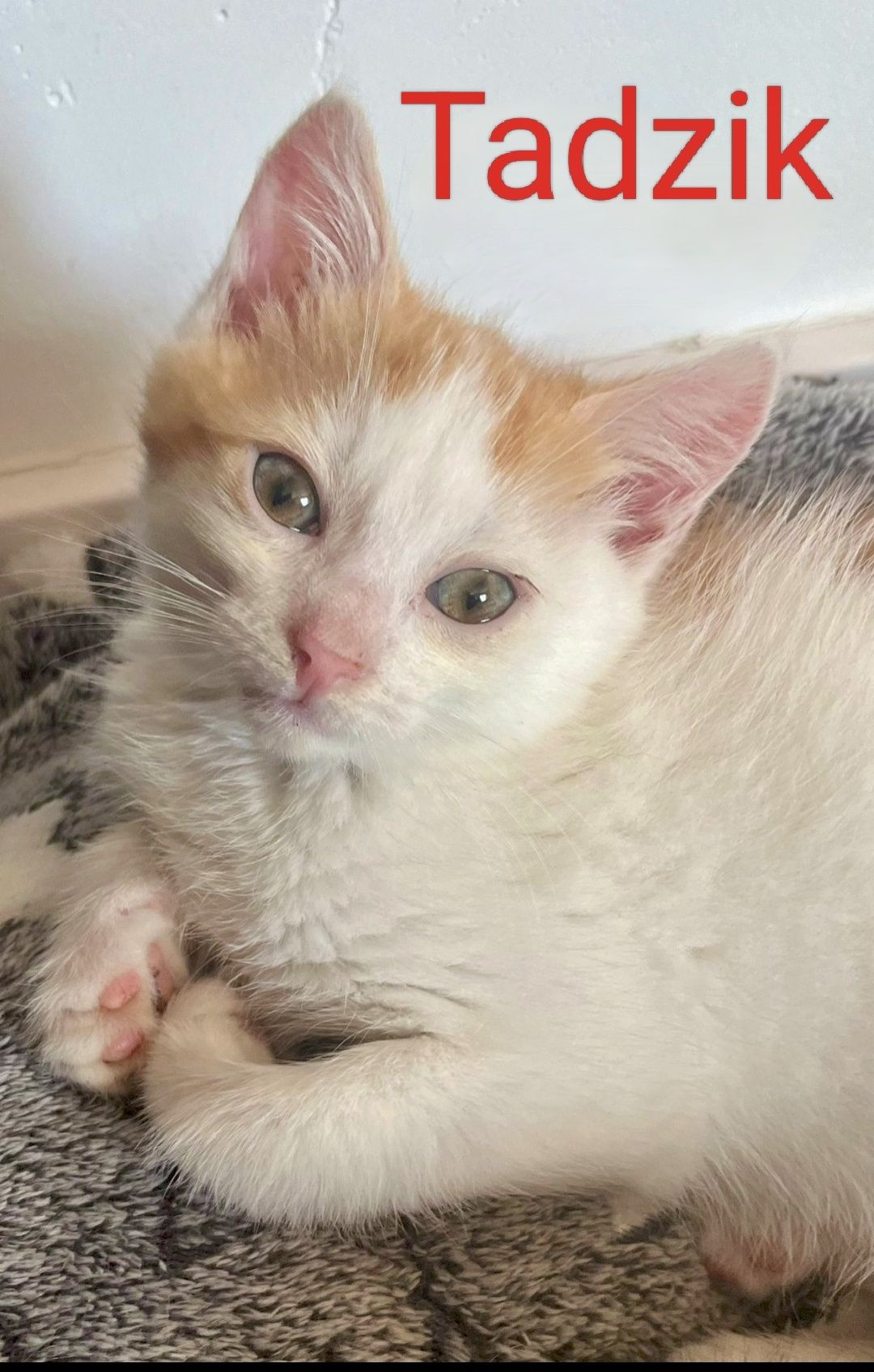 Tadzik i Cynamon polecają się do adopcji :)
