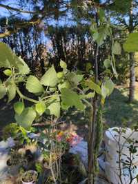 Arbusto de Physalis e outras plantas exóticas.