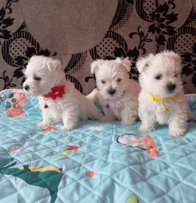 West Highland White Terrier