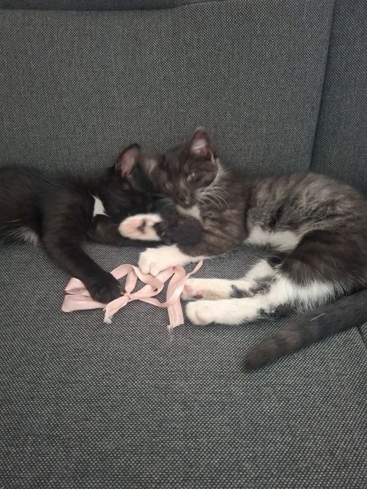 Oddam kotki w dobre ręce