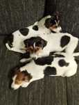Piesek Jack Russell Terier