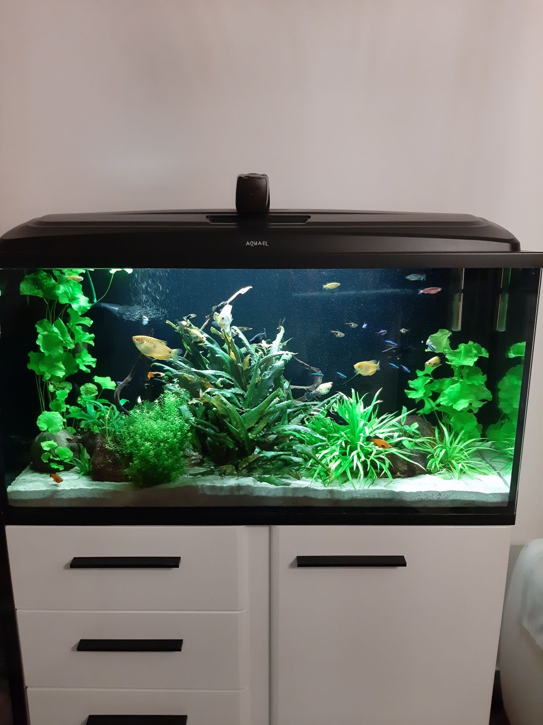 Akwarium 200L z szafką