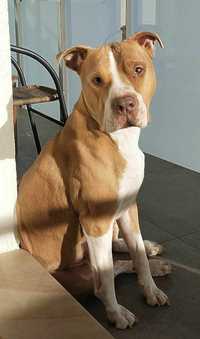 Oddam psa do adopcji. Pitbull 5-letni.