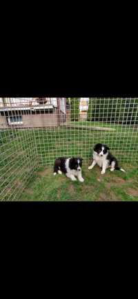 Border collie pies