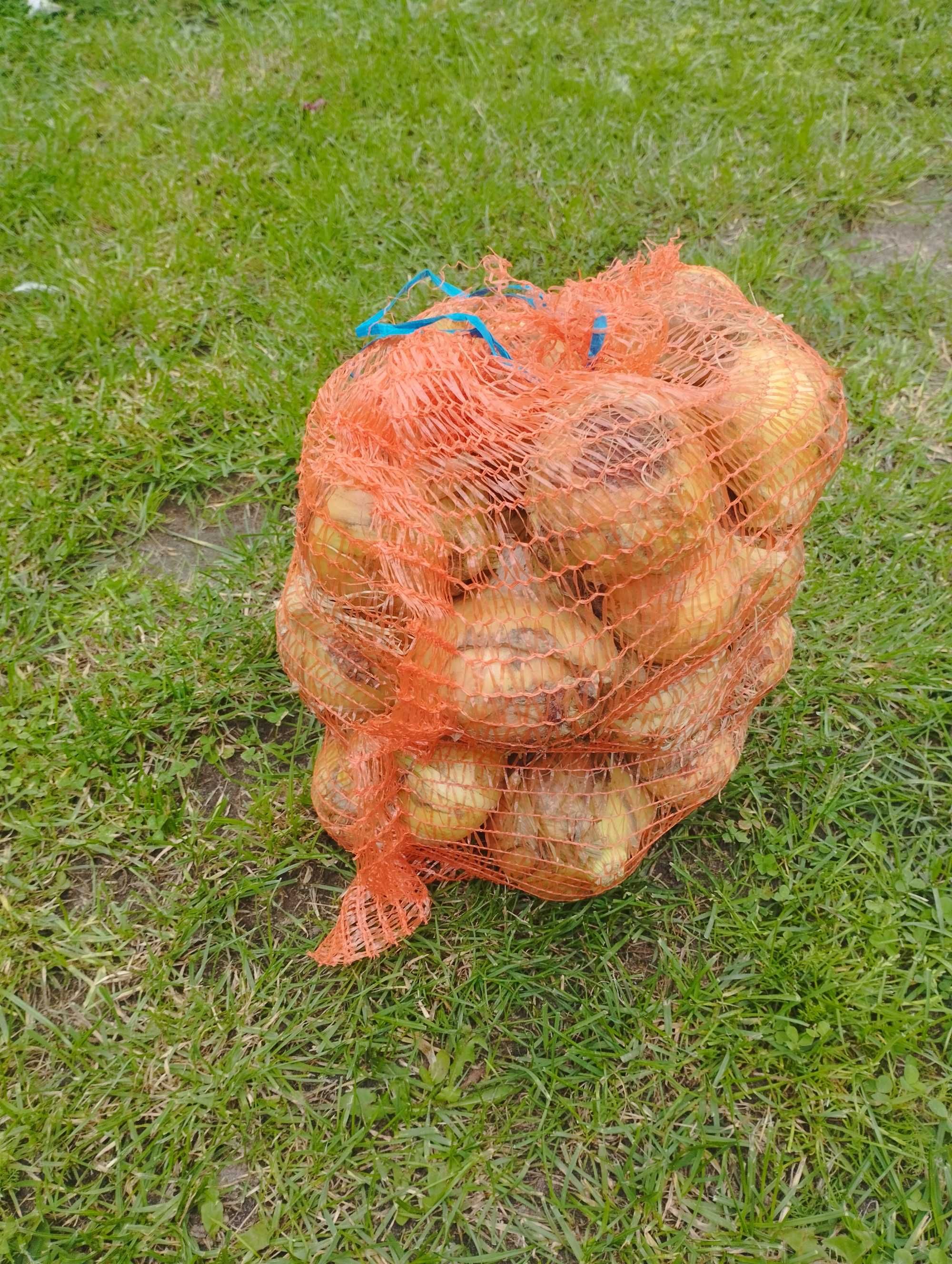 Sprzedam młodą cebule