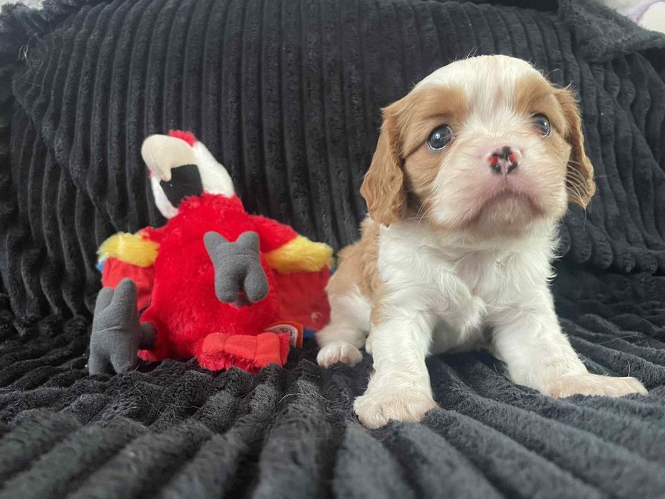 Cavalier king charles spaniel piesek z rodowodem