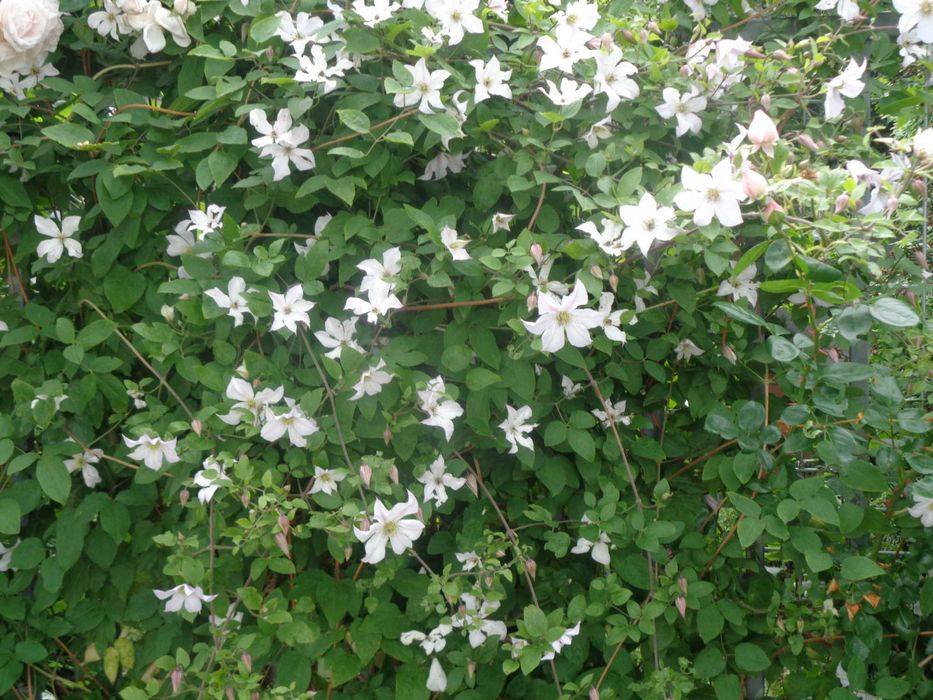 powojniki clematis biały 20zł odbiór w Olsztynie