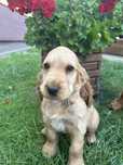 Cocker Spaniel Angielski biszkoptowy piesek