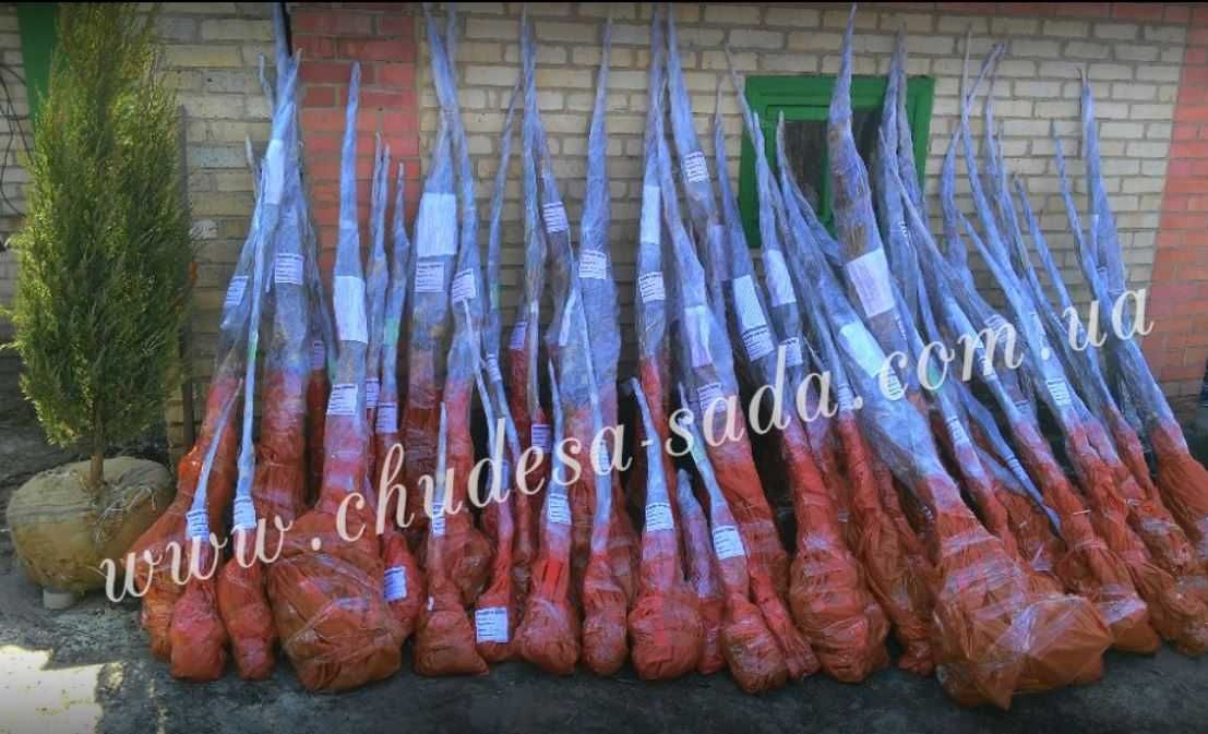 Саджанці персика та абрикоса, 2-річні вищого сорту, якість гарантована