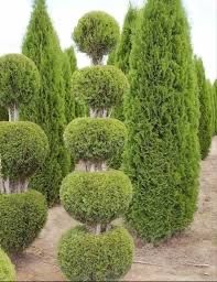 Топіарні-декоративні стрижки туї,ялівцю та декоративних росли