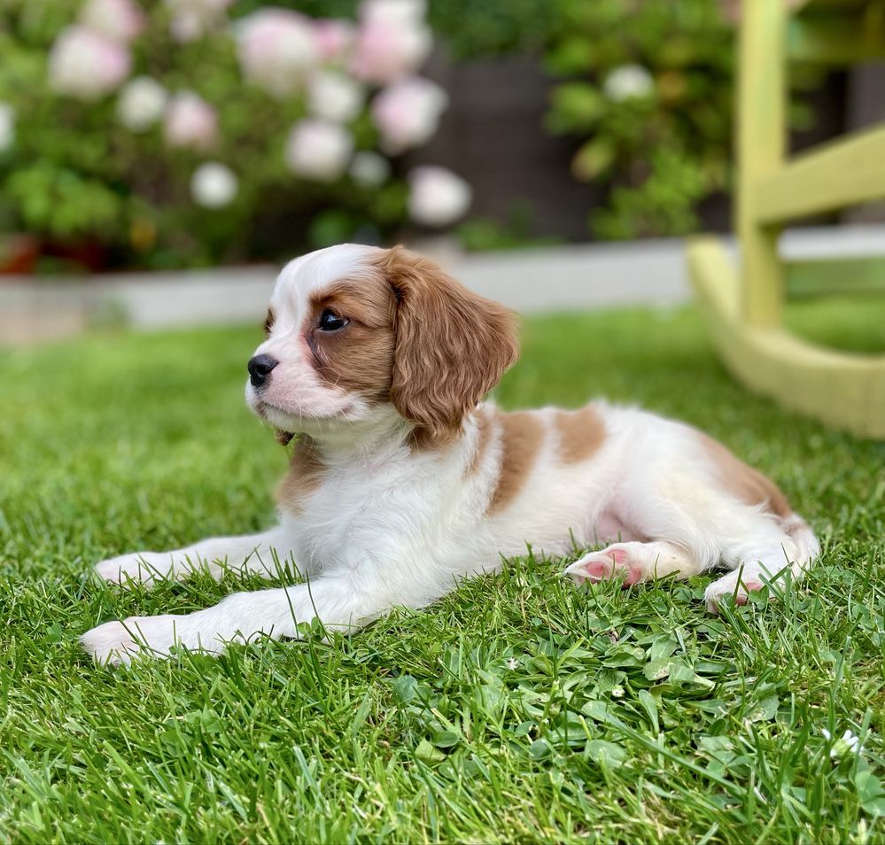 Cavalier king charles spaniel/sunia