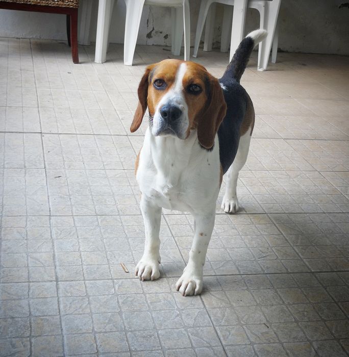 Beagle para acasalar
