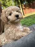 Maltipoo f1 uroczy chłopak gotowy do nowego domu