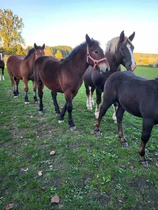 Koń, konie, źrebaki zimnokrwiste