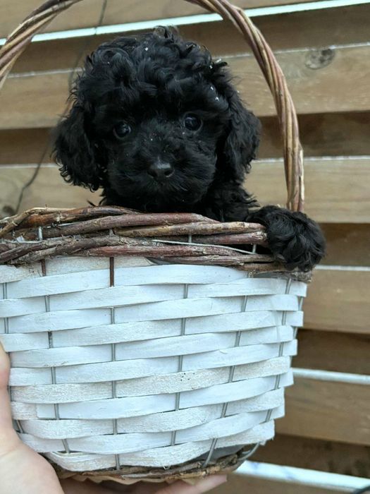 Maltipoo piesek mini