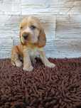 Cocker Spaniel Angielski