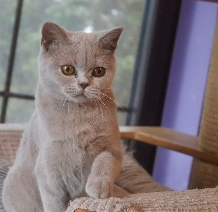 Kotka liliowa Brytyjska z RodowodemFPL .Do odbioru