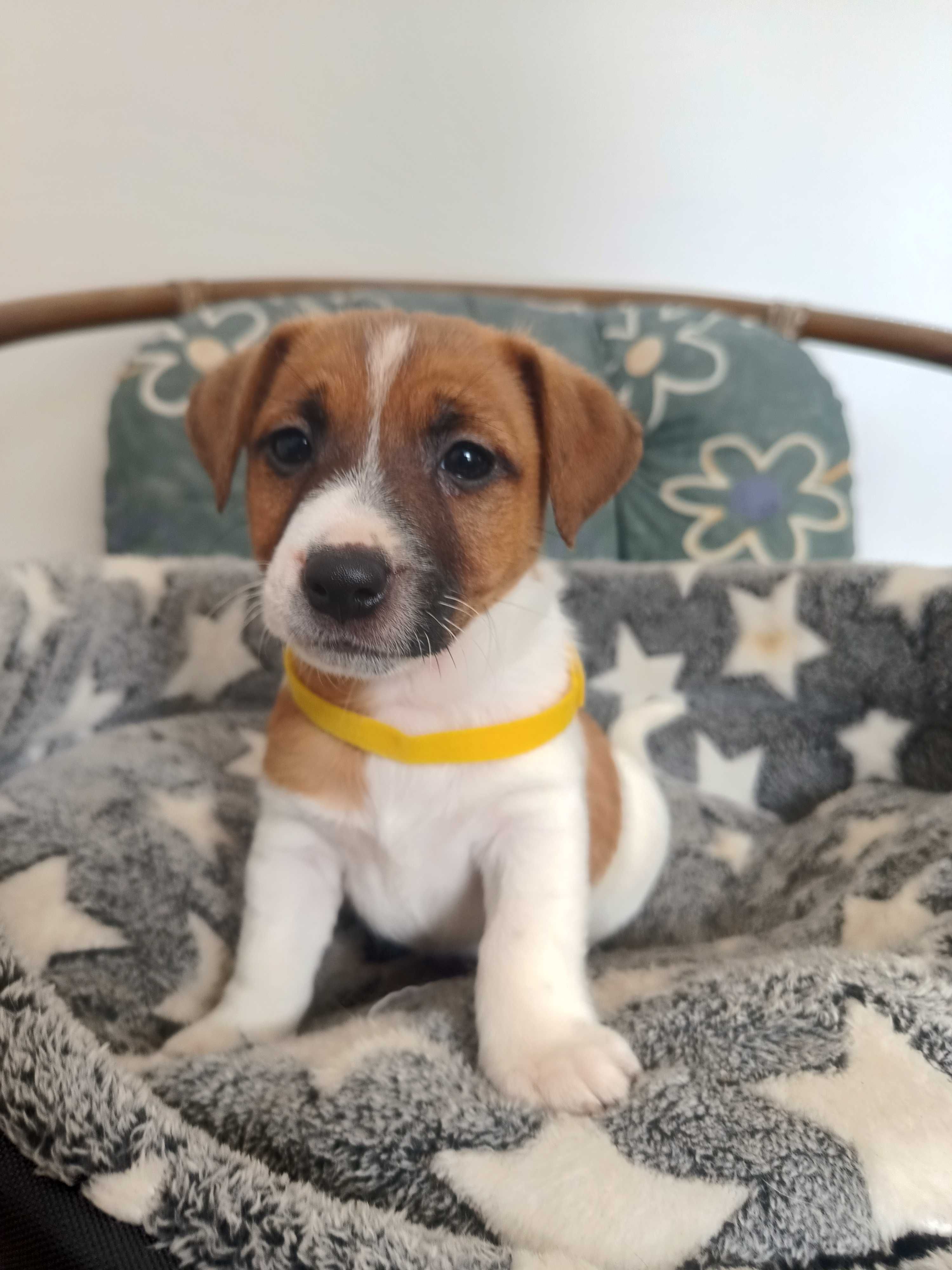 Jack Russell Terrier-Piesek Elton ( gotowy do Odbioru)