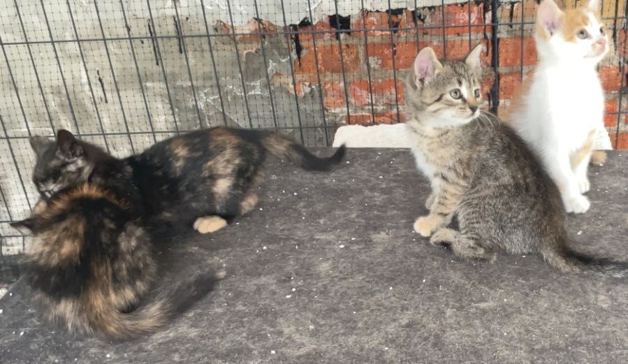 Koty do adopcji za darmo, przegląd w klinice VET