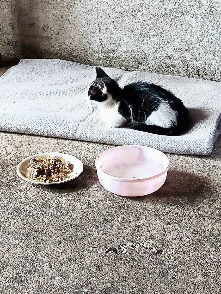 Kotek do adopcji