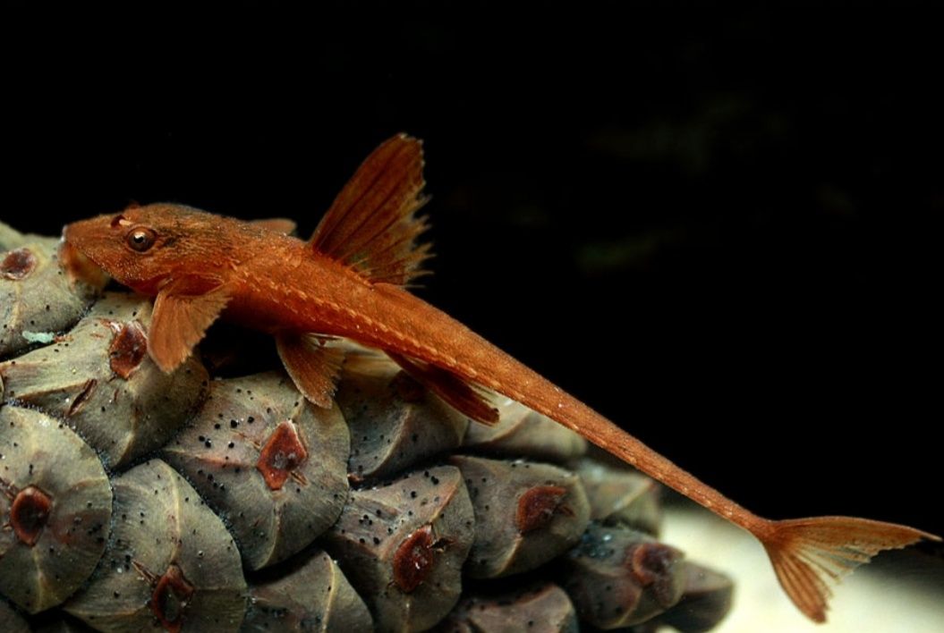 Loricaria red lizard, L010a (zbrojnik czerwony) XL