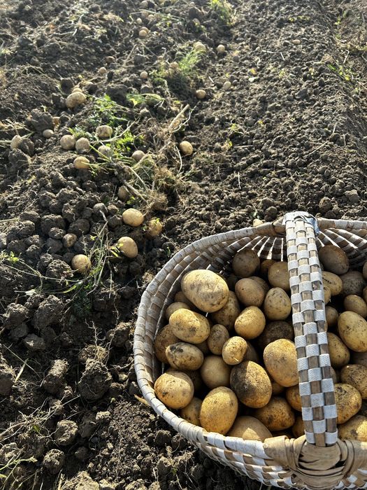 Sprzedam ziemniaki Jadanle z ekologicznej uprawy