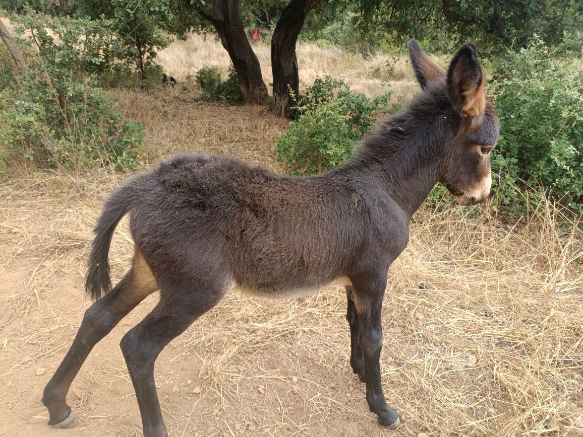 Burrinho bebe meiga