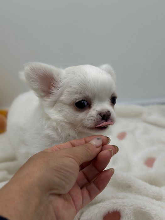 Chihuahua długowłosy FCI Piesek