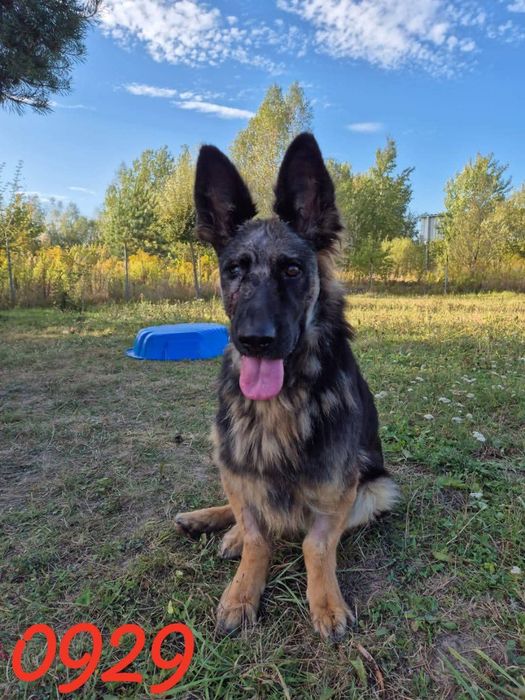 Sonia sunia szuka domu !!!