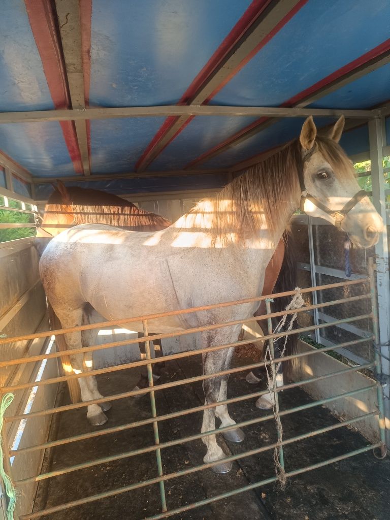 Para venda cavalo capado