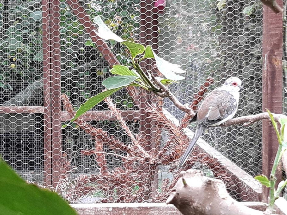 Gołąbki diamentowe szeki.