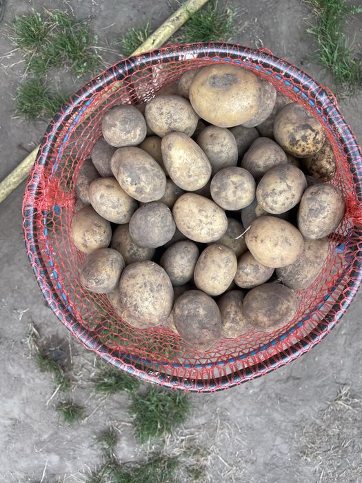 Картопля рання насінева сорт Коломбо, картопля Королева Анна