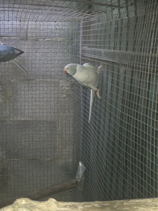 Ring necks e cabeça de ameixa