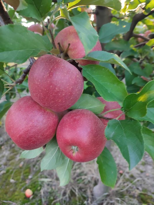 Продам сортове яблуко