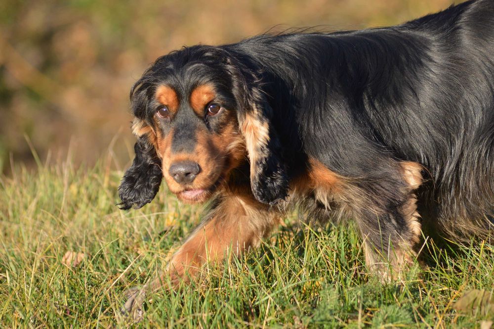 cocker spaniel angielski samiec dorosły