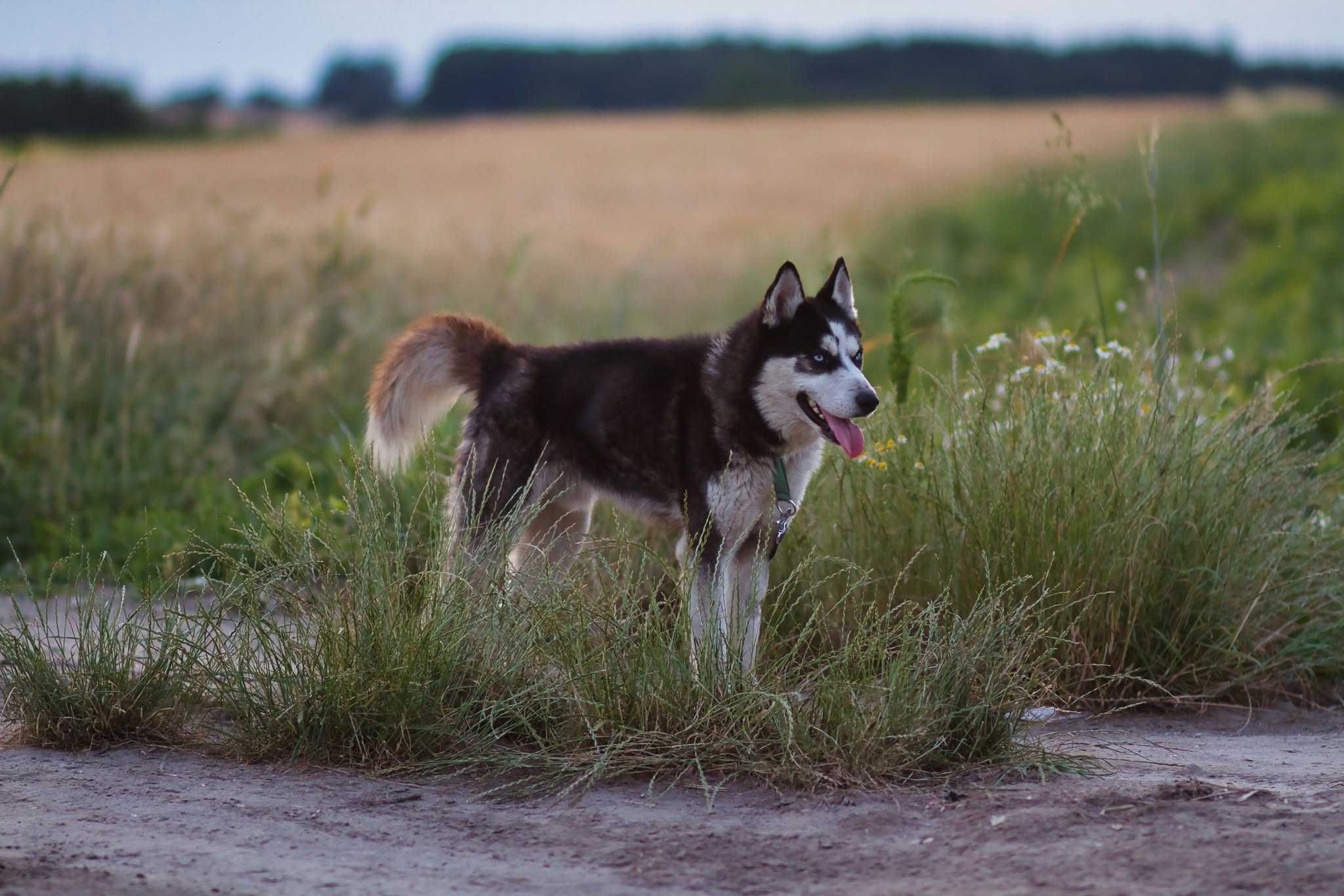 Zjawiskowo piękny, 1,5 roczny samiec husky szuka aktywnego opiekuna