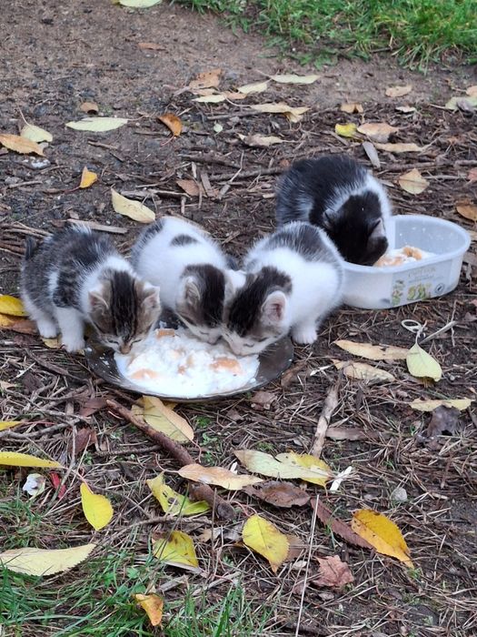 Oddam za darmo, małe kotki