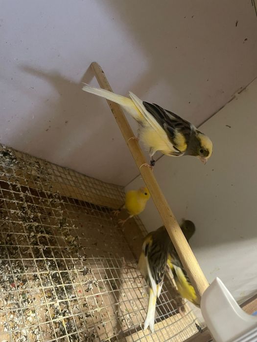 Canários para venda