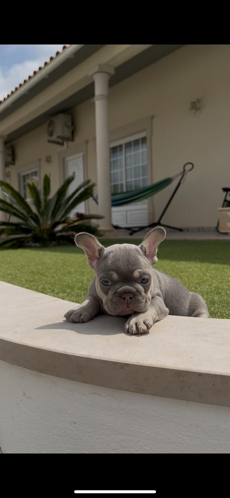 Bulldog francês  macho