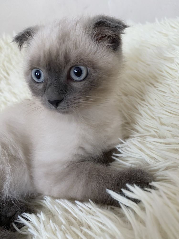 Кошенята шукають дім