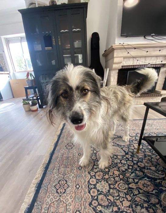 Cão de 2 anos para adopção